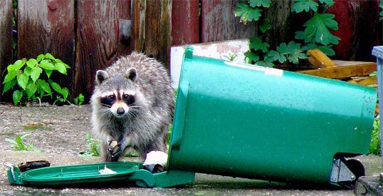 Raccoons Causing Issues?