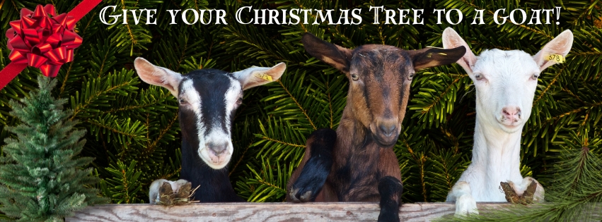 Participating Goat Farms – Christmas Tree Initiative 2024